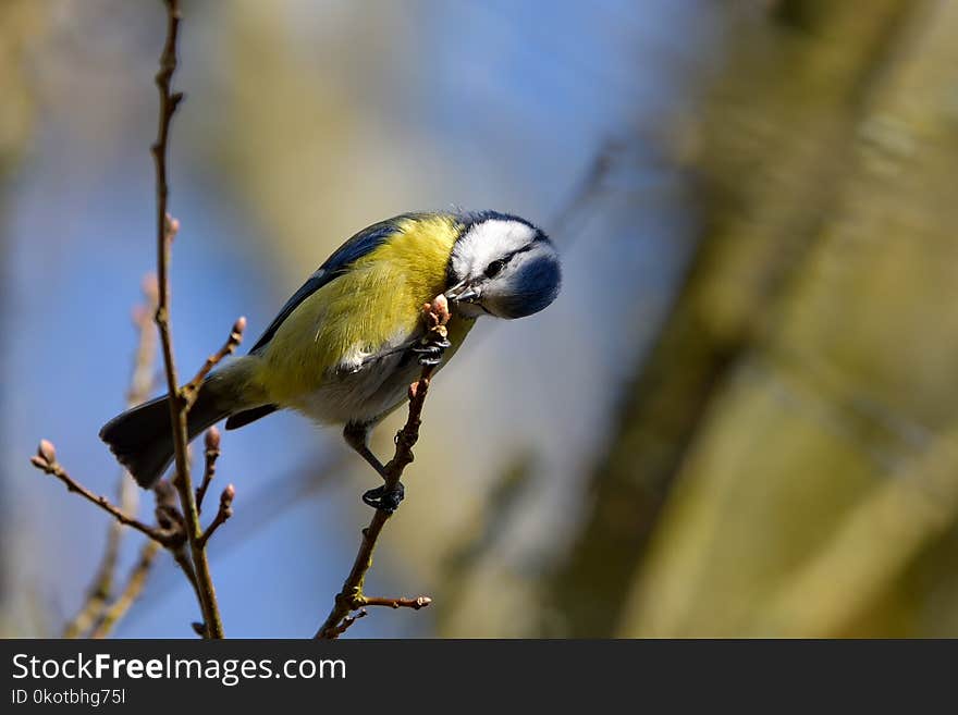 Bird, Beak, Fauna, Finch