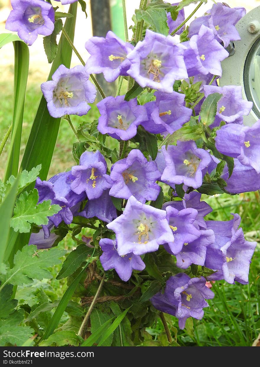 Flower, Plant, Bellflower Family, Flowering Plant