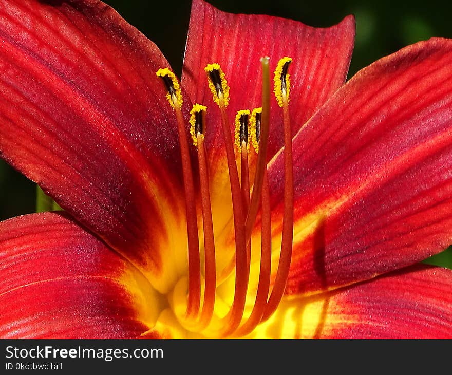 Flower, Red, Flora, Lily