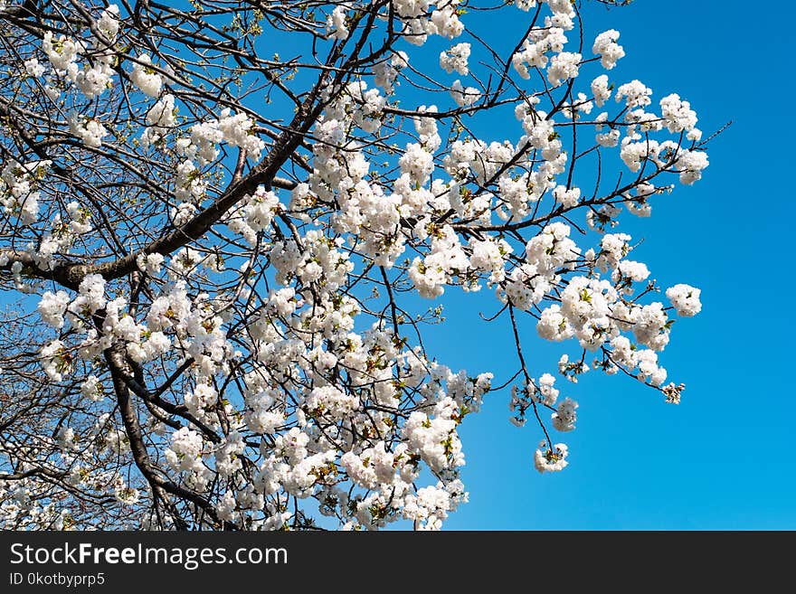 Blue, Blossom, Branch, Sky