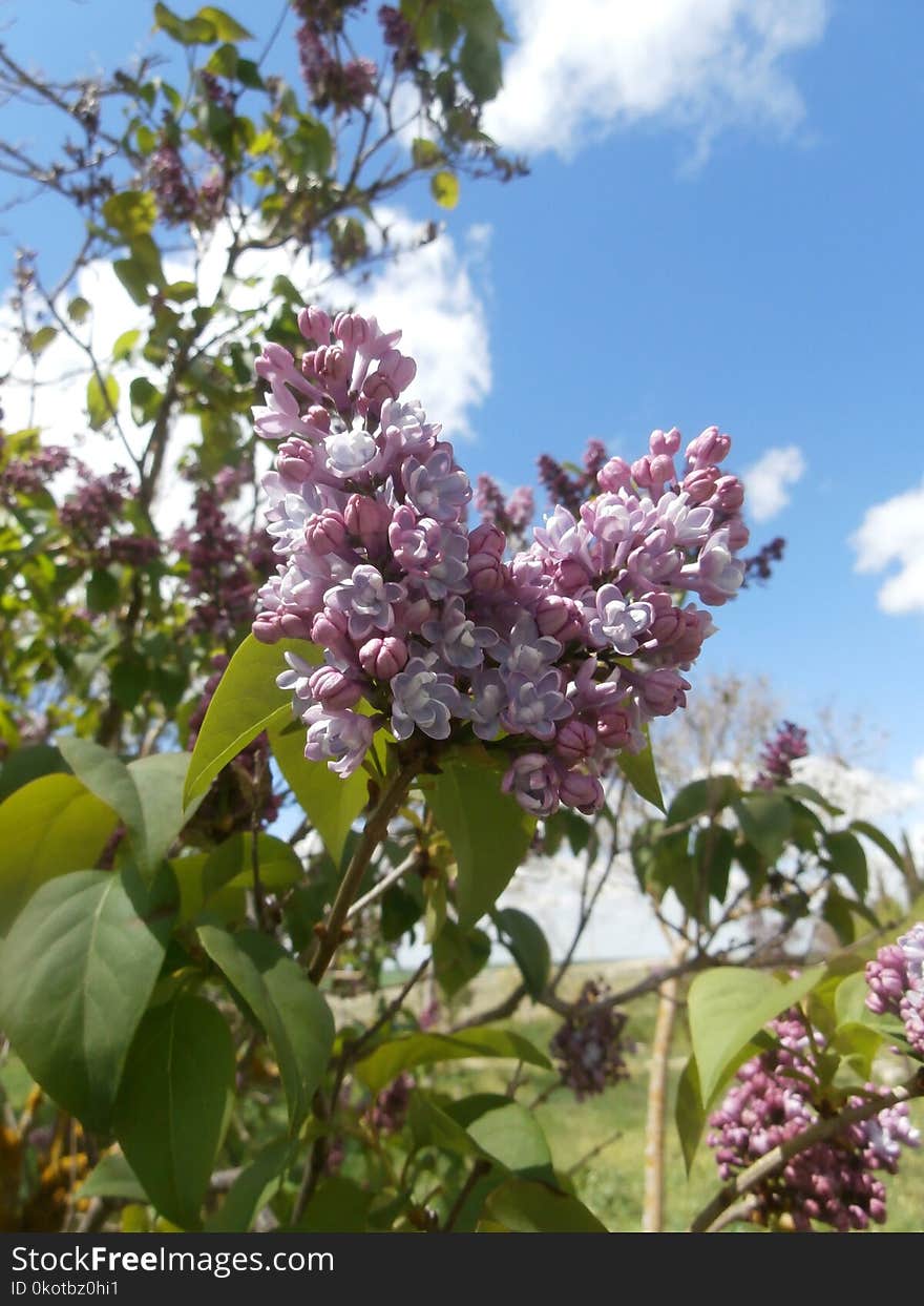 Plant, Flower, Lilac, Flowering Plant