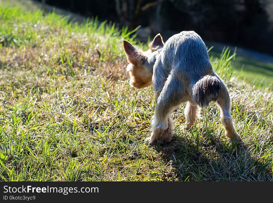 Mammal, Grass, Fauna, Dog Like Mammal