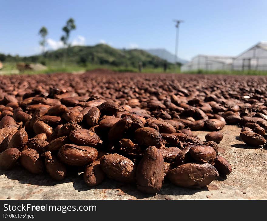 Rock, Soil, Sky, Cocoa Bean