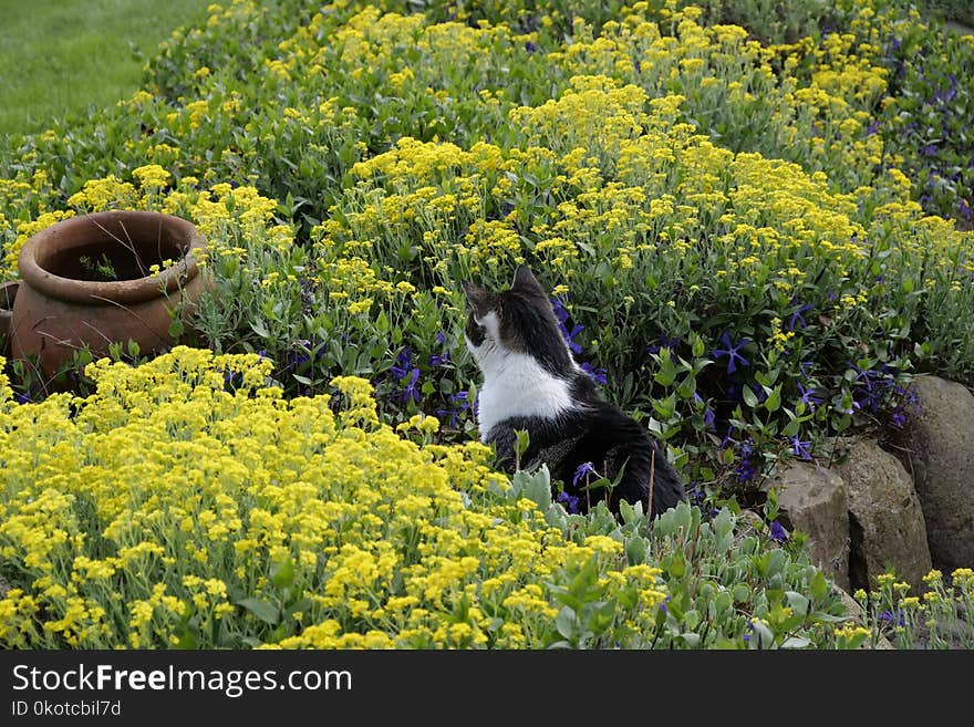 Plant, Flower, Flora, Spring