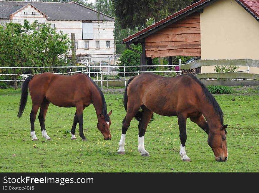 Horse, Mare, Horse Like Mammal, Pasture