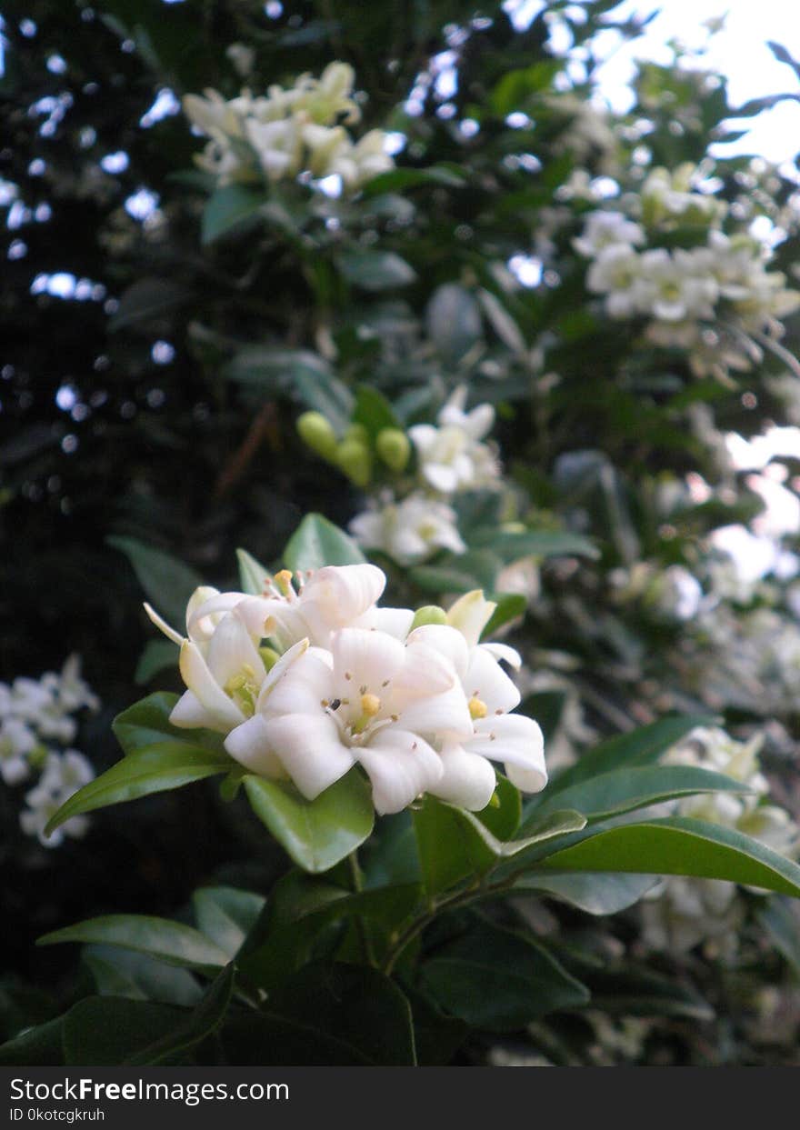 Plant, Flower, Flora, Flowering Plant