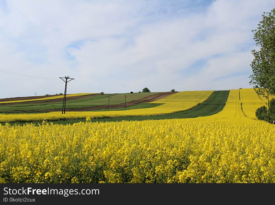 Field, Yellow, Canola, Grassland