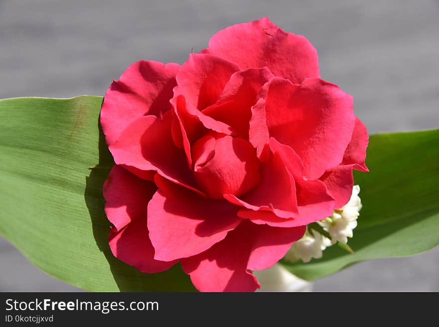 Flower, Plant, Flowering Plant, Petal