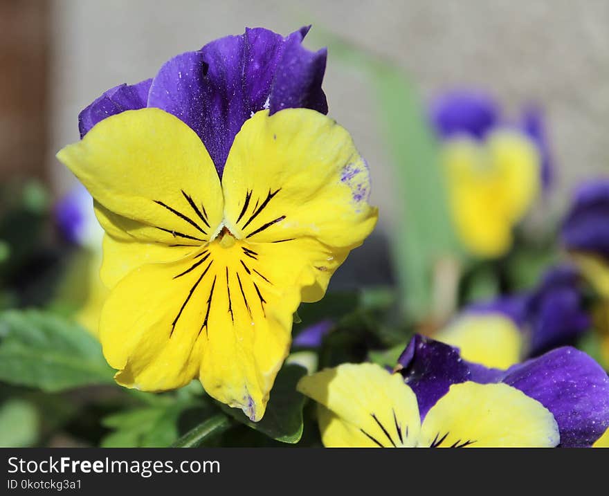 Flower, Yellow, Flora, Pansy