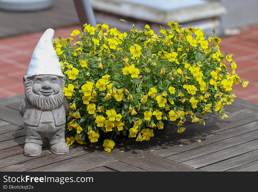 Flower, Yellow, Plant, Flowerpot