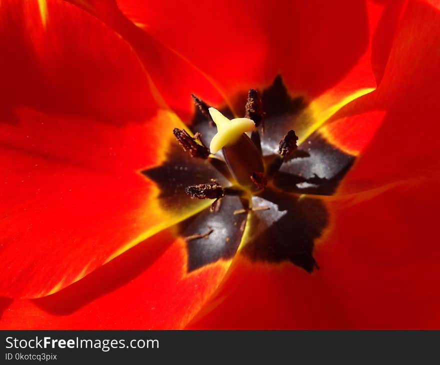 Flower, Yellow, Flowering Plant, Tulip