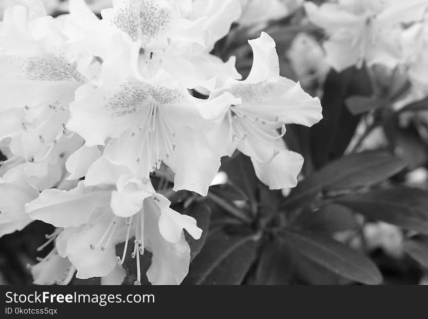 White, Flower, Black And White, Monochrome Photography