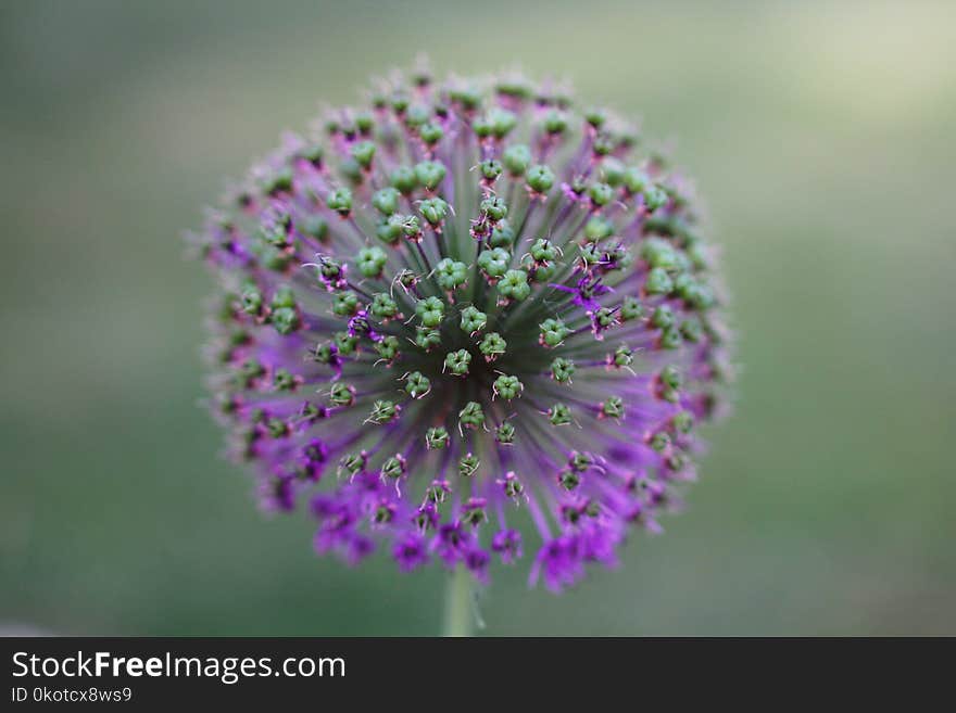 Flower, Purple, Flora, Plant