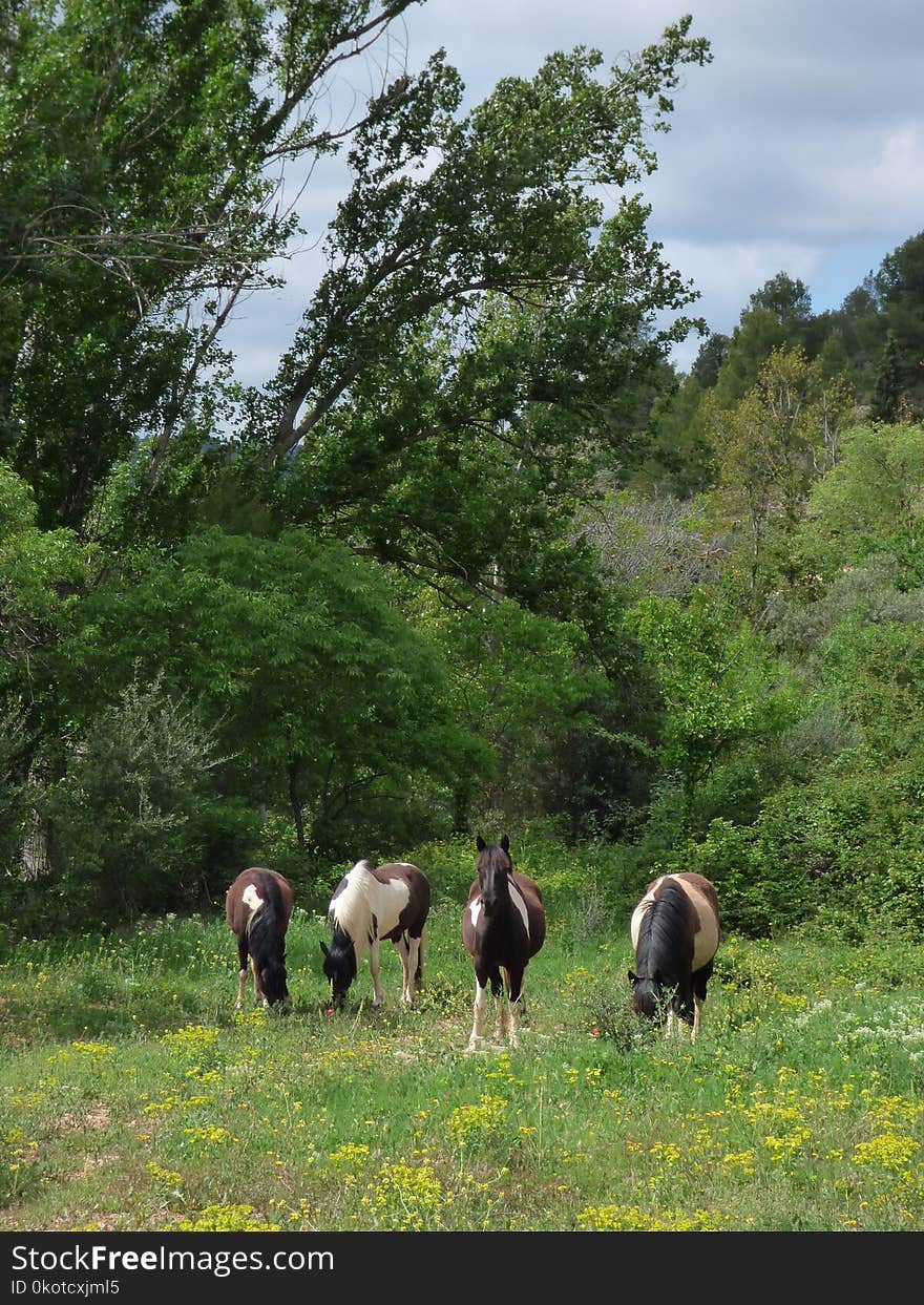 Pasture, Nature Reserve, Tree, Fauna