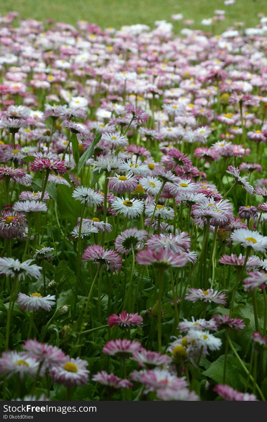 Flower, Plant, Flora, Flowering Plant