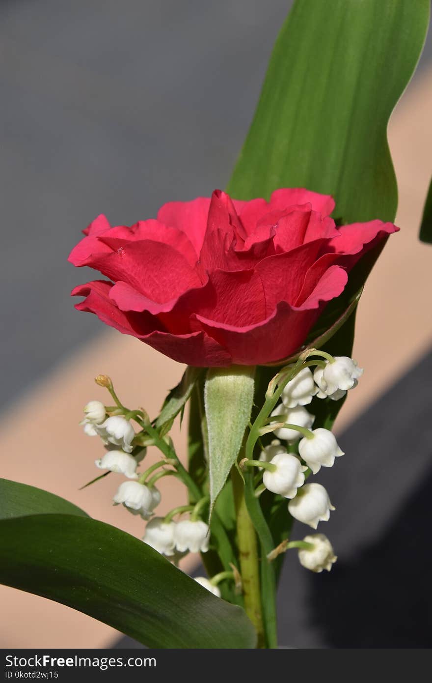 Flower, Pink, Plant, Flowering Plant