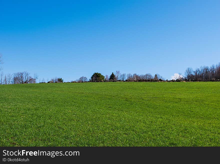 Grassland, Sky, Field, Meadow