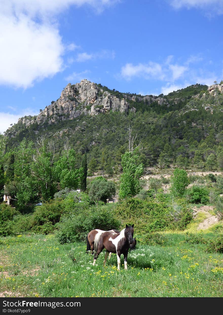 Highland, Pasture, Grassland, Mountainous Landforms