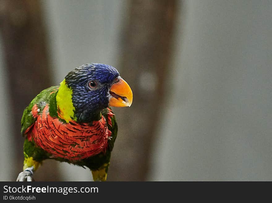 Bird, Beak, Parrot, Lorikeet