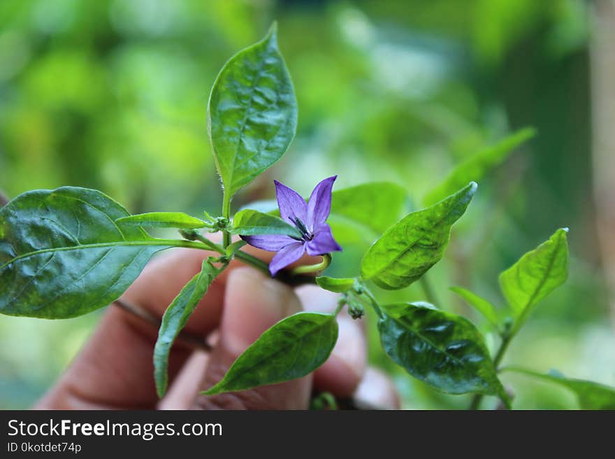 Plant, Leaf, Flora, Basil