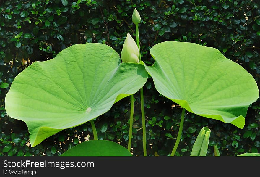 Plant, Leaf, Green, Xanthosoma