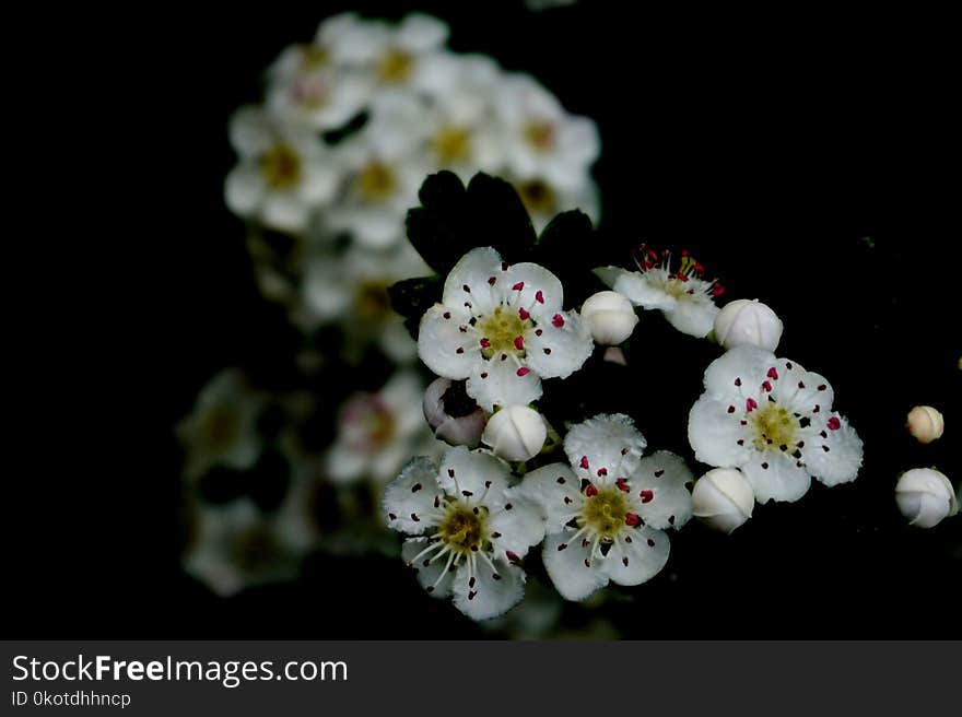 Flower, Blossom, Flora, Spring