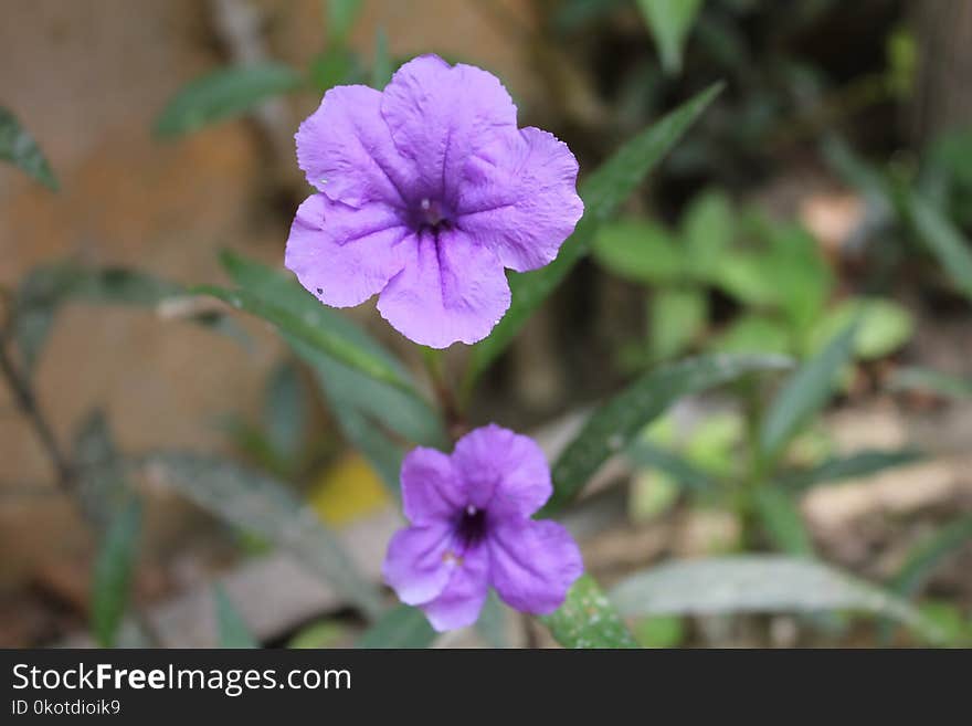 Flower, Flora, Plant, Purple