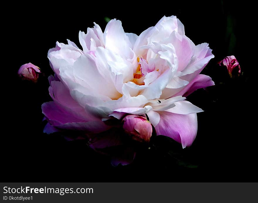 Flower, Pink, White, Flowering Plant