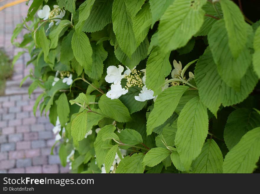 Plant, Leaf, Flower, Hydrangea