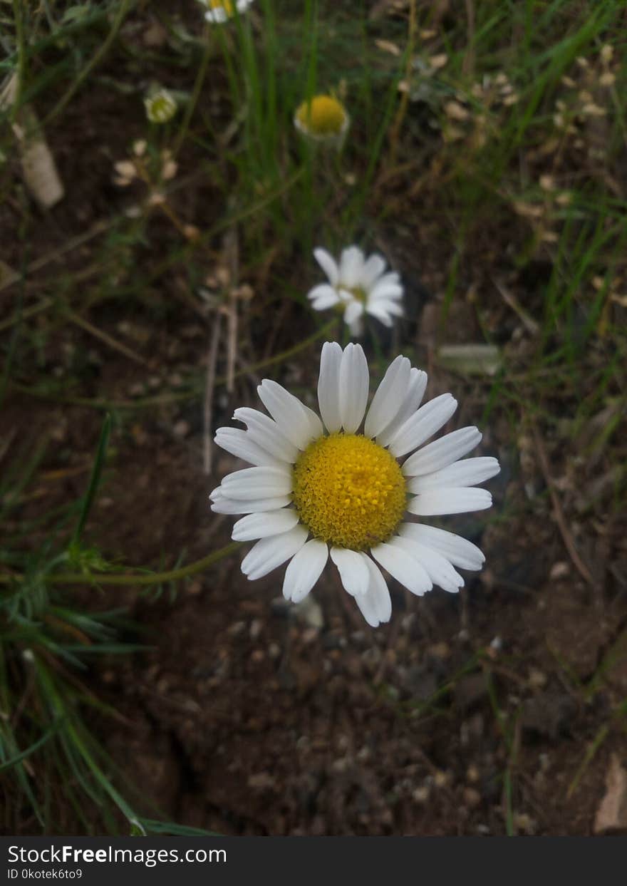 Flower, Flora, Oxeye Daisy, Plant