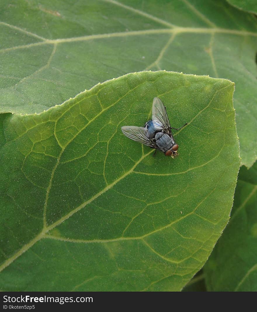 Insect, Leaf, Fauna, Invertebrate