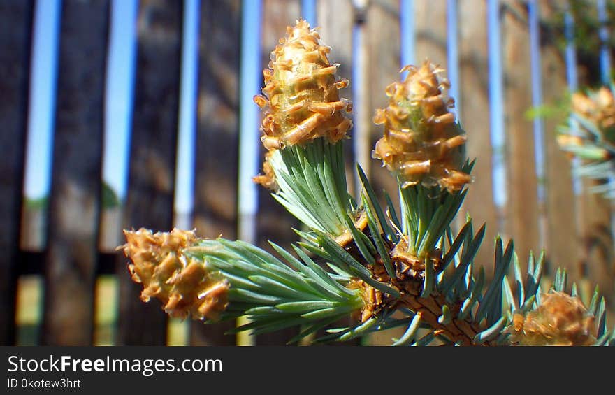 Pine Family, Conifer, Spruce, Plant