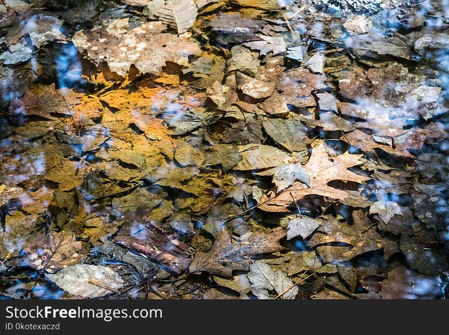 Water, Leaf, Rock, Geology