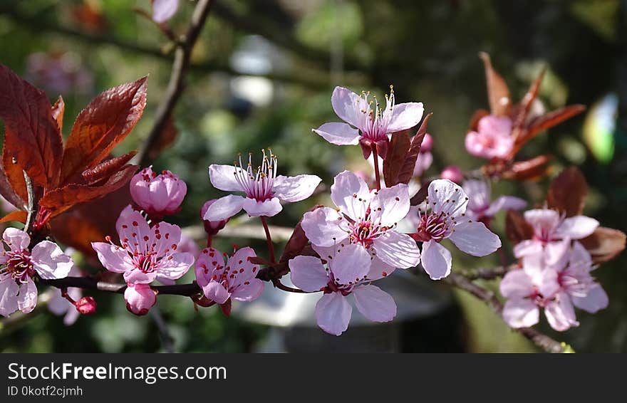 Flower, Plant, Flora, Blossom