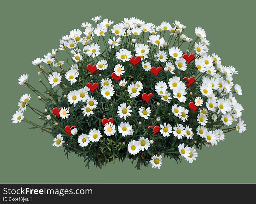 Flower, Flowering Plant, Plant, Marguerite Daisy