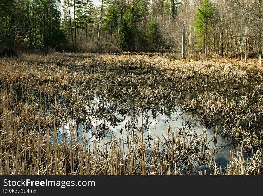 Wetland, Ecosystem, Nature Reserve, Swamp