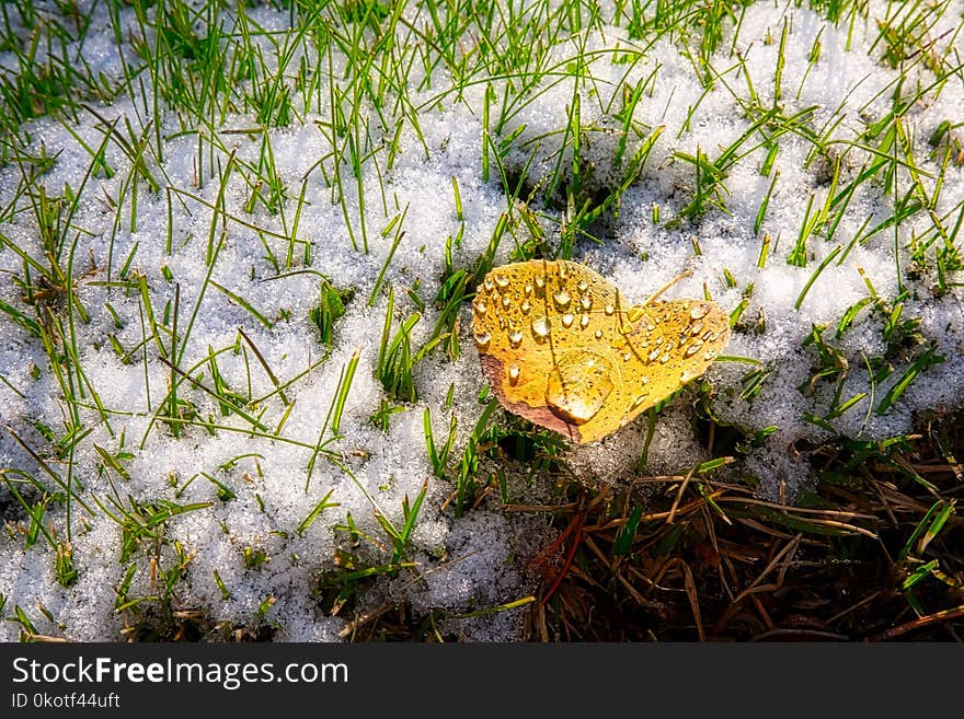 Leaf, Grass, Moths And Butterflies, Fauna