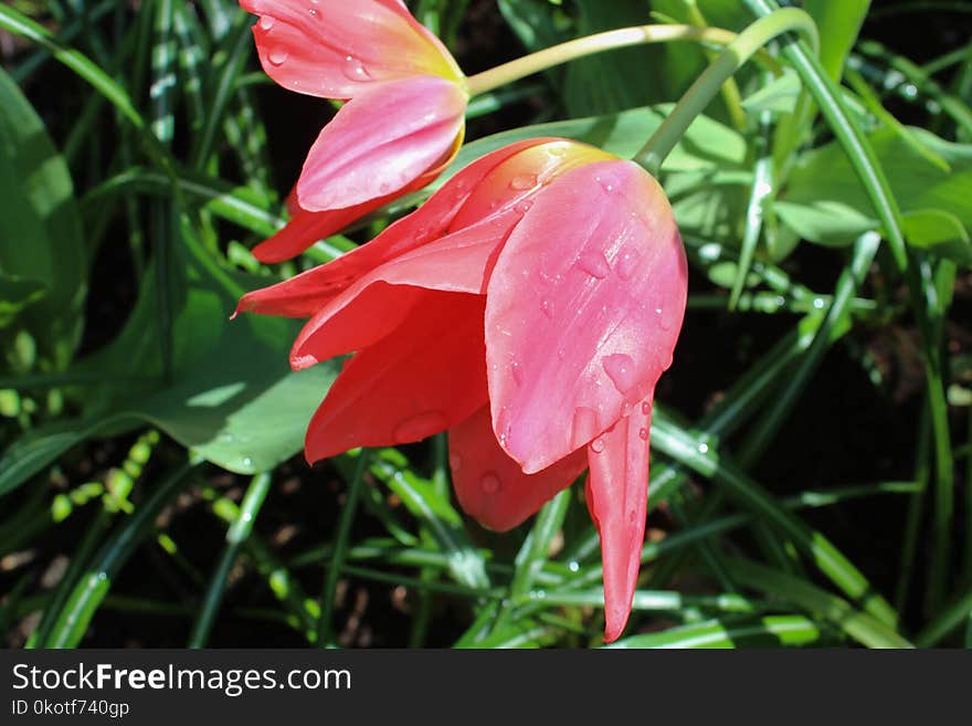 Plant, Flower, Flora, Lily