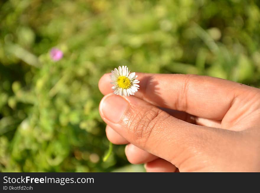 Flower, Flora, Hand, Finger