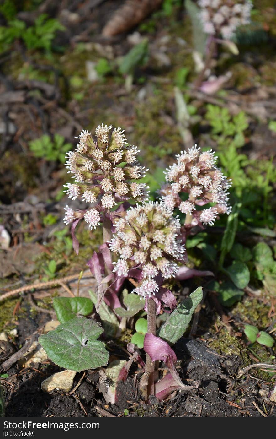 Plant, Flora, Flower, Subshrub