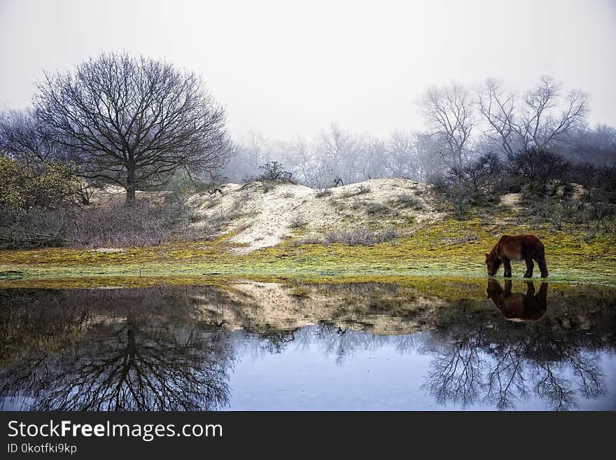 Winter, Nature, Reflection, Tree