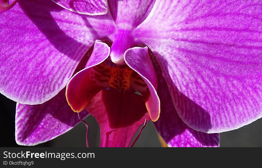 Flower, Violet, Purple, Pink