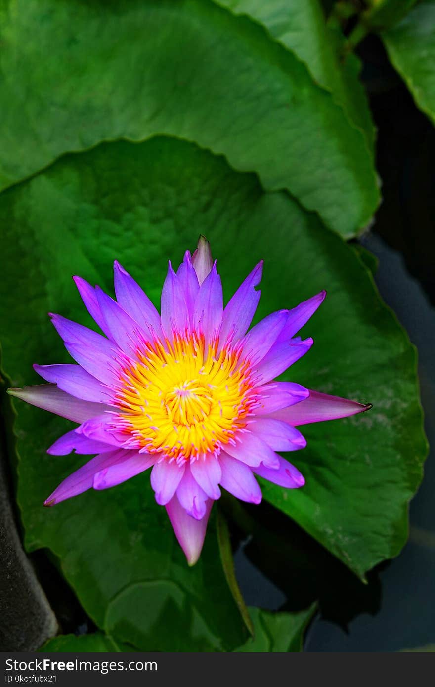 Flower, Plant, Flora, Aquatic Plant