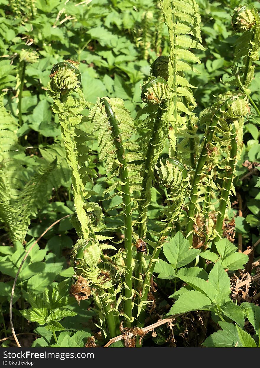 Plant, Herb, Ferns And Horsetails, Vascular Plant