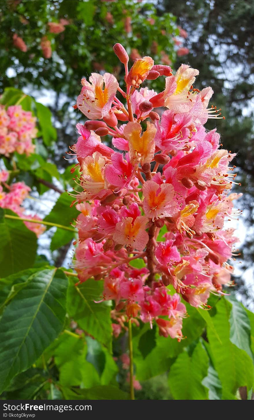 Plant, Flora, Flower, Flowering Plant