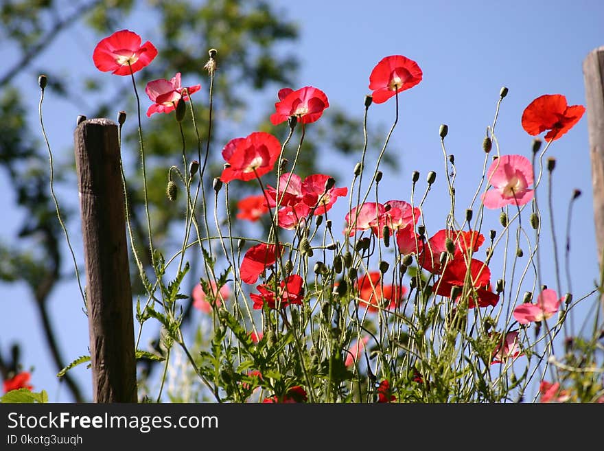 Flower, Wildflower, Plant, Flora