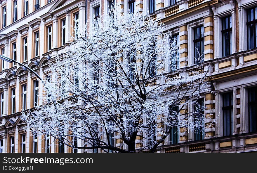 Tree, Landmark, Woody Plant, Building