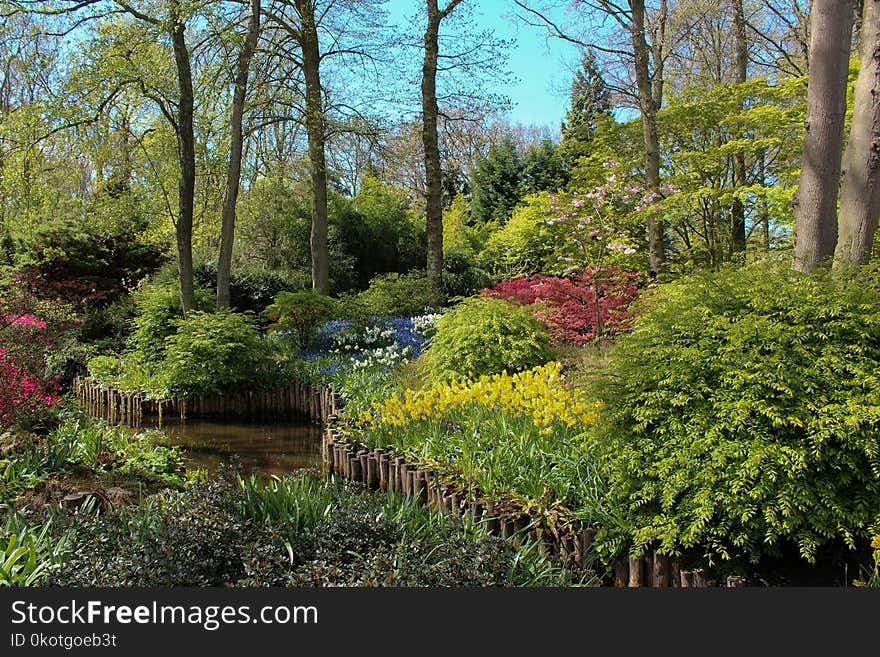 Nature, Plant, Garden, Vegetation