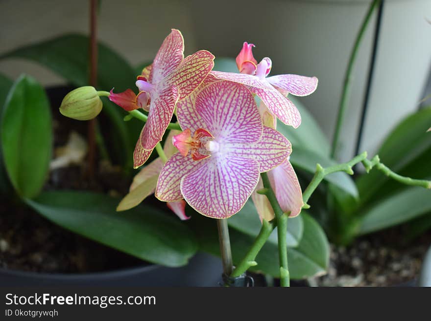 Flower, Plant, Flowering Plant, Flora