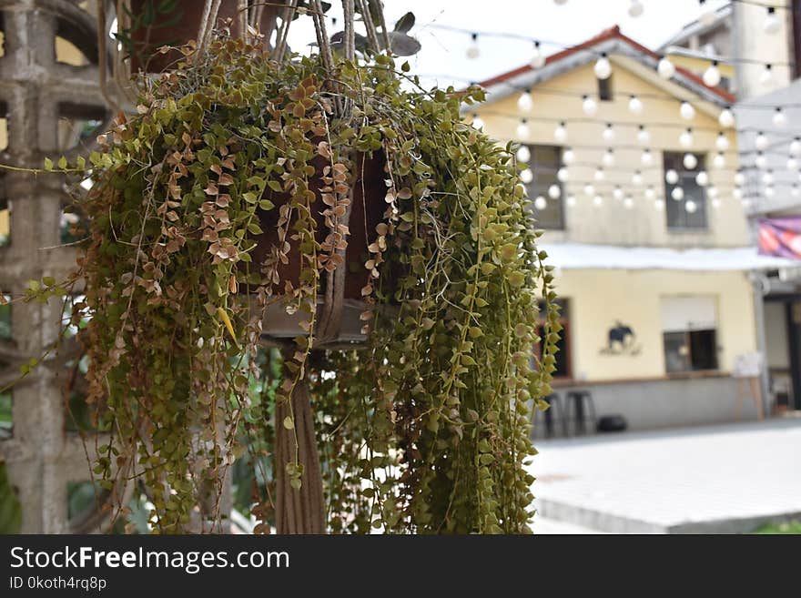 Plant, Tree, Flower, Branch